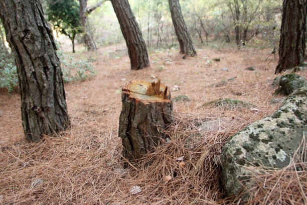 How Our Tree Care Process Works  in  Westlake Village, IL